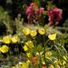 Flowers Blooming in Spring at Montalvo